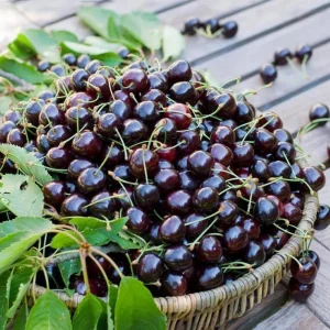 Set of 2 Black Cherry Bare Roots for Planting - Sweet Fruit Tree, 1-2 Feet Tall - Image 4