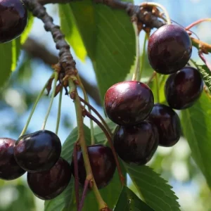 Set of 2 Black Cherry Bare Roots for Planting - Sweet Fruit Tree, 1-2 Feet Tall - Image 5