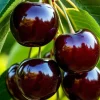 Set of 2 Black Cherry Bare Roots for Planting - Sweet Fruit Tree, 1-2 Feet Tall - Image 1