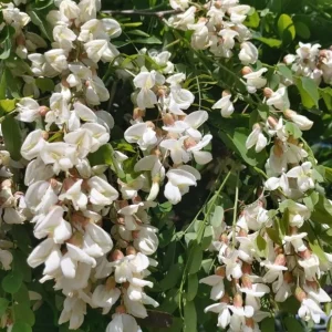 Set of 2 Black Locust Tree Live Plant Bare Roots Dormant Seedlings 6-12 Inch Tall, Outdoor Hardy - Image 2