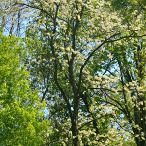 Set of 2 Black Locust Tree Live Plant Bare Roots Dormant Seedlings 6-12 Inch Tall, Outdoor Hardy - Image 3