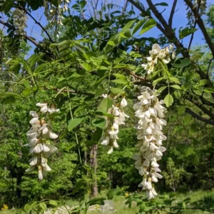 Set of 2 Black Locust Tree Live Plant Bare Roots Dormant Seedlings 6-12 Inch Tall, Outdoor Hardy - Image 4
