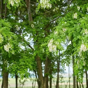Set of 2 Black Locust Tree Live Plant Bare Roots Dormant Seedlings 6-12 Inch Tall, Outdoor Hardy - Image 5