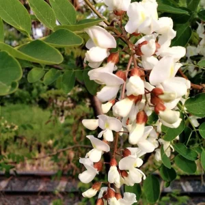 Set of 2 Black Locust Tree Live Plant Bare Roots Dormant Seedlings 6-12 Inch Tall, Outdoor Hardy - Image 6