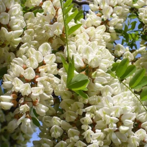 Set of 2 Black Locust Tree Live Plant Bare Roots Dormant Seedlings 6-12 Inch Tall, Outdoor Hardy - Image 7