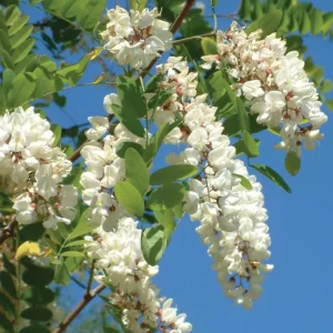 Set of 2 Black Locust Tree Live Plant Bare Roots Dormant Seedlings 6-12 Inch Tall, Outdoor Hardy - Image 8