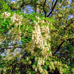 Set of 2 Black Locust Tree Live Plant Bare Roots Dormant Seedlings 6-12 Inch Tall, Outdoor Hardy - Image 9