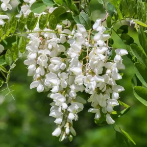Set of 2 Black Locust Tree Live Plant Bare Roots Dormant Seedlings 6-12 Inch Tall, Outdoor Hardy - Image 1