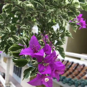 Set of 2 Blueberry Ice Bougainvillea Live Plant 5-7 Inch Tall, Purple Climbing Vine - Image 10