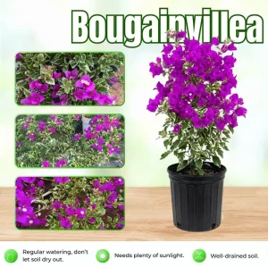 Set of 2 Blueberry Ice Bougainvillea Live Plant 5-7 Inch Tall, Purple Climbing Vine - Image 2