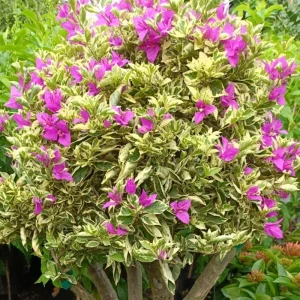 Set of 2 Blueberry Ice Bougainvillea Live Plant 5-7 Inch Tall, Purple Climbing Vine - Image 3