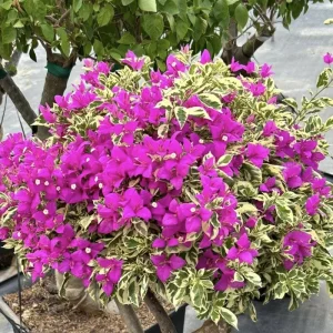 Set of 2 Blueberry Ice Bougainvillea Live Plant 5-7 Inch Tall, Purple Climbing Vine - Image 4