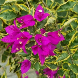 Set of 2 Blueberry Ice Bougainvillea Live Plant 5-7 Inch Tall, Purple Climbing Vine - Image 5