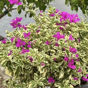 Set of 2 Blueberry Ice Bougainvillea Live Plant 5-7 Inch Tall, Purple Climbing Vine - Image 6