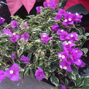 Set of 2 Blueberry Ice Bougainvillea Live Plant 5-7 Inch Tall, Purple Climbing Vine - Image 7