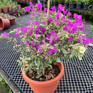 Set of 2 Blueberry Ice Bougainvillea Live Plant 5-7 Inch Tall, Purple Climbing Vine - Image 8