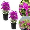 Set of 2 Blueberry Ice Bougainvillea Live Plant 5-7 Inch Tall, Purple Climbing Vine - Image 1