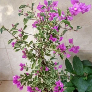 Set of 2 Blueberry Ice Bougainvillea Live Plant 5-7 Inch Tall, Purple Climbing Vine - Image 9