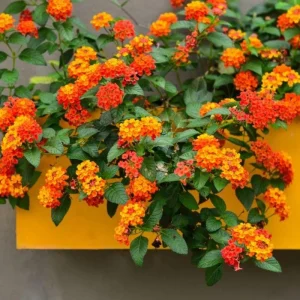 Set of 2 Bright Orange Lantana Live Plant 6-10 Inches Tall - Outdoor Perennial Flower - Image 10