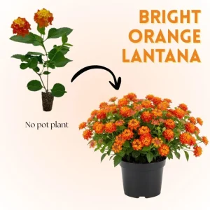 Set of 2 Bright Orange Lantana Live Plant 6-10 Inches Tall - Outdoor Perennial Flower - Image 2