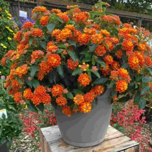 Set of 2 Bright Orange Lantana Live Plant 6-10 Inches Tall - Outdoor Perennial Flower - Image 3