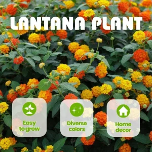 Set of 2 Bright Orange Lantana Live Plant 6-10 Inches Tall - Outdoor Perennial Flower - Image 4