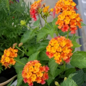 Set of 2 Bright Orange Lantana Live Plant 6-10 Inches Tall - Outdoor Perennial Flower - Image 5