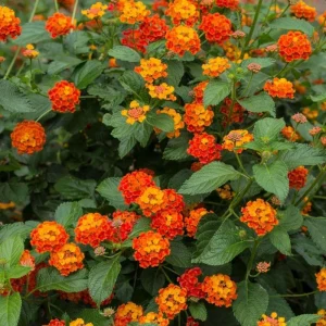 Set of 2 Bright Orange Lantana Live Plant 6-10 Inches Tall - Outdoor Perennial Flower - Image 6