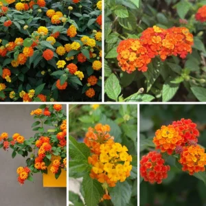 Set of 2 Bright Orange Lantana Live Plant 6-10 Inches Tall - Outdoor Perennial Flower - Image 7