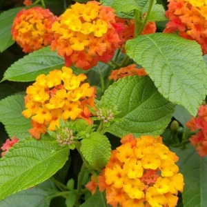 Set of 2 Bright Orange Lantana Live Plant 6-10 Inches Tall - Outdoor Perennial Flower - Image 8