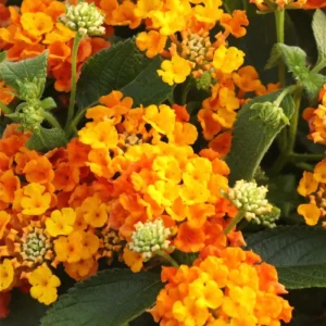 Set of 2 Bright Orange Lantana Live Plant 6-10 Inches Tall - Outdoor Perennial Flower - Image 9