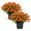 Set of 2 Bright Orange Lantana Live Plant 6-10 Inches Tall - Outdoor Perennial Flower - Image 1