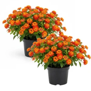 Set of 2 Bright Orange Lantana Live Plant 6-10 Inches Tall - Outdoor Perennial Flower - Image 1