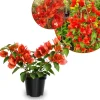 Set of 2 Bright Red Bougainvillea Live Plant, 5-7 Inch Tall Climbing Vine for Outdoor Indoor - Image 1