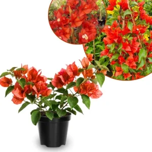 Set of 2 Bright Red Bougainvillea Live Plant, 5-7 Inch Tall Climbing Vine for Outdoor Indoor - Image 1