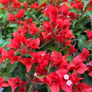 Set of 2 Bright Red Bougainvillea Live Plant, 5-7 Inch Tall Climbing Vine for Outdoor Indoor - Image 3