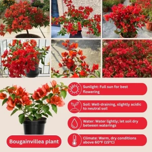 Set of 2 Bright Red Bougainvillea Live Plant, 5-7 Inch Tall Climbing Vine for Outdoor Indoor - Image 4