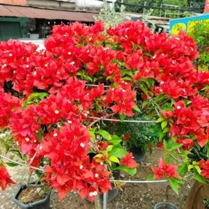 Set of 2 Bright Red Bougainvillea Live Plant, 5-7 Inch Tall Climbing Vine for Outdoor Indoor - Image 5