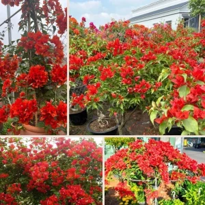 Set of 2 Bright Red Bougainvillea Live Plant, 5-7 Inch Tall Climbing Vine for Outdoor Indoor - Image 6