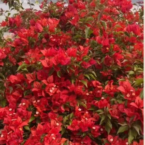 Set of 2 Bright Red Bougainvillea Live Plant, 5-7 Inch Tall Climbing Vine for Outdoor Indoor - Image 7