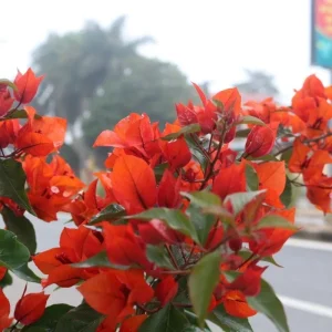 Set of 2 Bright Red Bougainvillea Live Plant, 5-7 Inch Tall Climbing Vine for Outdoor Indoor - Image 8