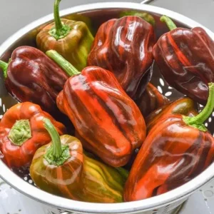 Set of 2 Candy Cane Chocolate Cherry Pepper Live Plants, Variegated Ornamental Chili, 4-6 Inch Tall - Image 2