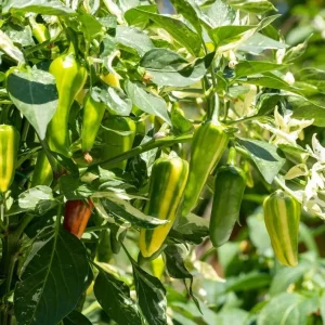 Set of 2 Candy Cane Chocolate Cherry Pepper Live Plants, Variegated Ornamental Chili, 4-6 Inch Tall - Image 3