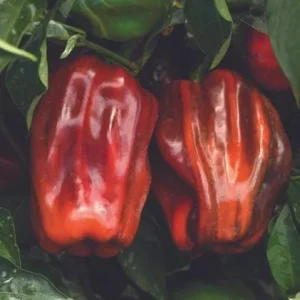Set of 2 Candy Cane Chocolate Cherry Pepper Live Plants, Variegated Ornamental Chili, 4-6 Inch Tall - Image 4