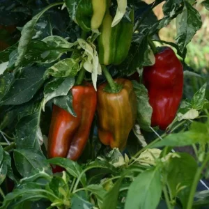 Set of 2 Candy Cane Chocolate Cherry Pepper Live Plants, Variegated Ornamental Chili, 4-6 Inch Tall - Image 5
