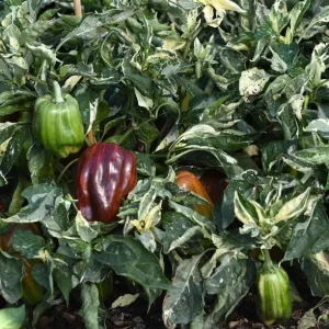 Set of 2 Candy Cane Chocolate Cherry Pepper Live Plants, Variegated Ornamental Chili, 4-6 Inch Tall - Image 6