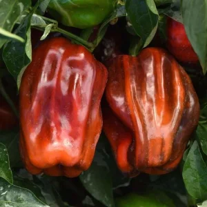 Set of 2 Candy Cane Chocolate Cherry Pepper Live Plants, Variegated Ornamental Chili, 4-6 Inch Tall - Image 1