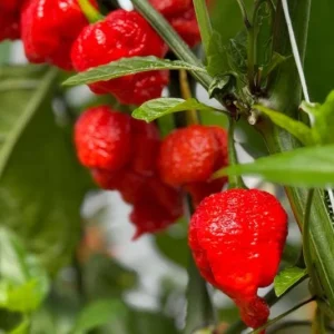 Set of 2 Carolina Reaper Pepper Live Plants – Super Hot Chili Vegetable for Outdoor Garden, 4-6 inch Tall - Image 2