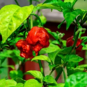 Set of 2 Carolina Reaper Pepper Live Plants – Super Hot Chili Vegetable for Outdoor Garden, 4-6 inch Tall - Image 3