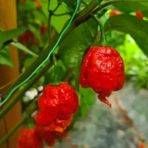Set of 2 Carolina Reaper Pepper Live Plants – Super Hot Chili Vegetable for Outdoor Garden, 4-6 inch Tall - Image 4
